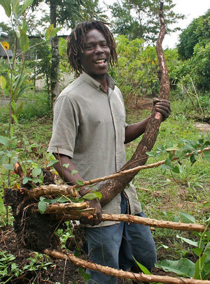 Agriculture in Punta Gorda, Belize